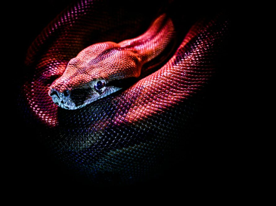 Sainte Marthe Dominatrice